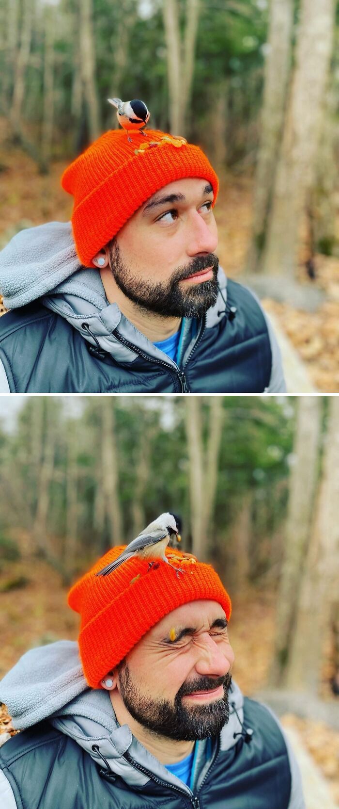 Man in orange hat with a small bird eating seeds on his head in a forest, showcasing cute animals eating.