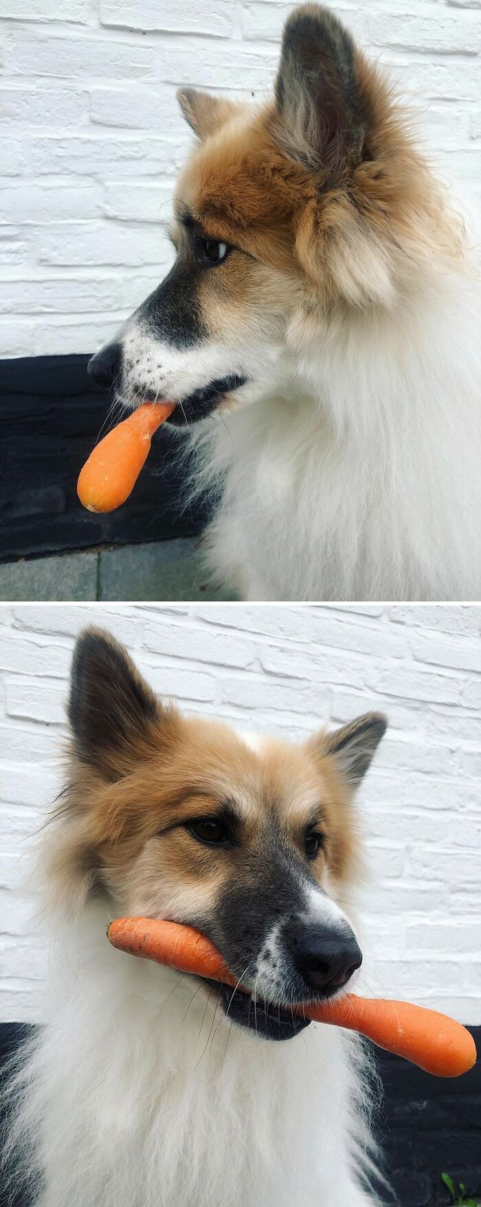 Fluffy dog eating a carrot outdoors, showcasing cute animals eating in the most adorable way with playful expressions.