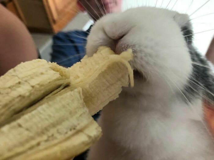 Close-up of a cute animal eating a banana, showcasing adorable animals eating in the most charming way.