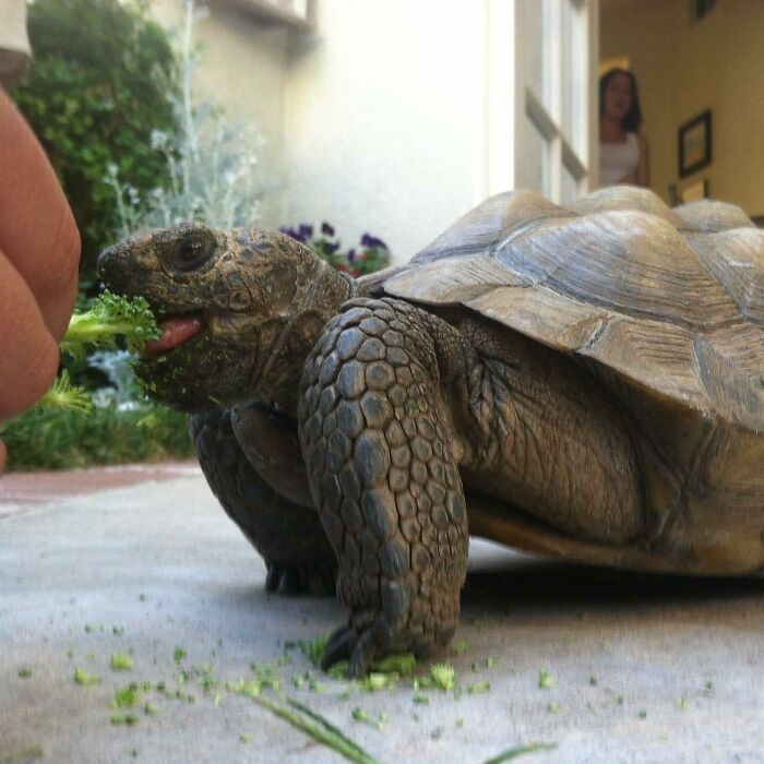 Tortoise eating green leafy vegetables from a hand, showcasing cute animals eating in an adorable way outdoors.