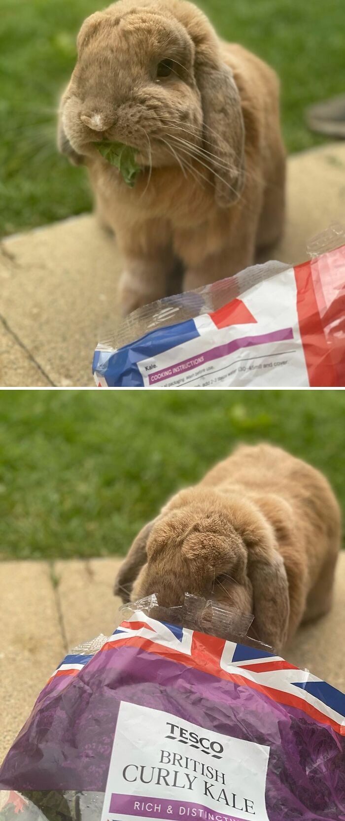 Adorable brown bunny eating fresh kale from a plastic bag outdoors, showcasing cute animals eating in an adorable way