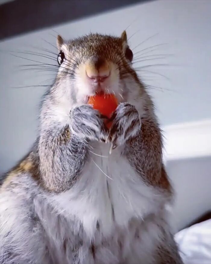 Close-up of a cute animal eating a small red fruit in the most adorable way, showcasing charming eating behavior.