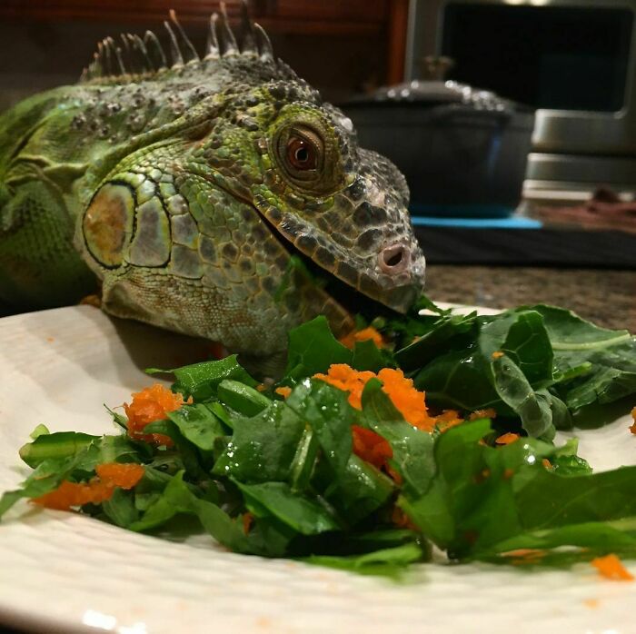 Iguana eating fresh leafy greens and shredded carrots, showcasing cute animals eating in the most adorable way.