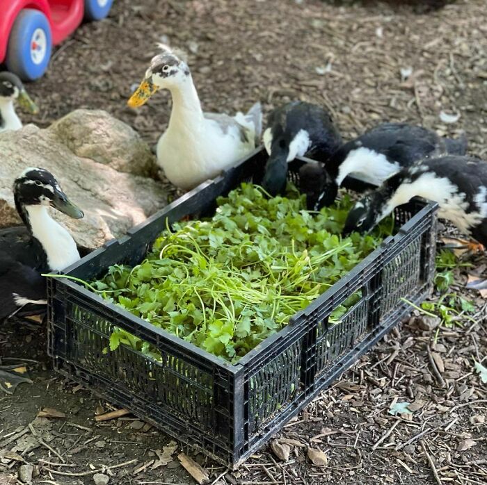 Several cute ducks eating fresh greenery from a large black crate outdoors on the ground.