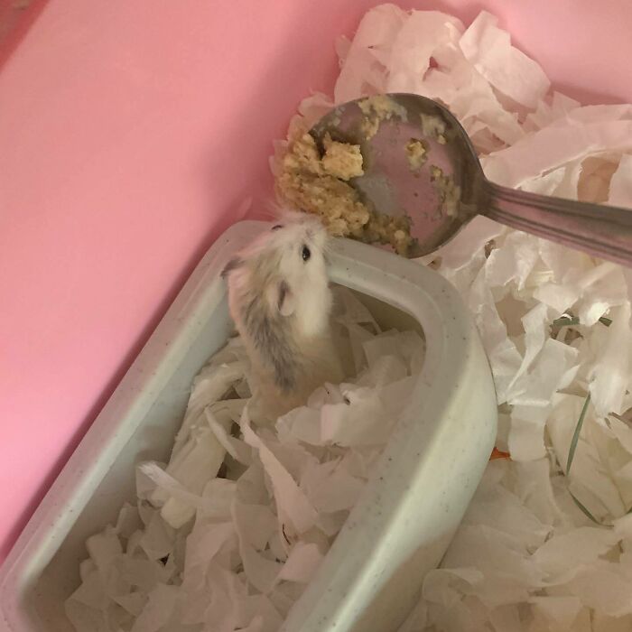 Cute small hamster eating food from a spoon in a cozy pink enclosure with shredded paper bedding.