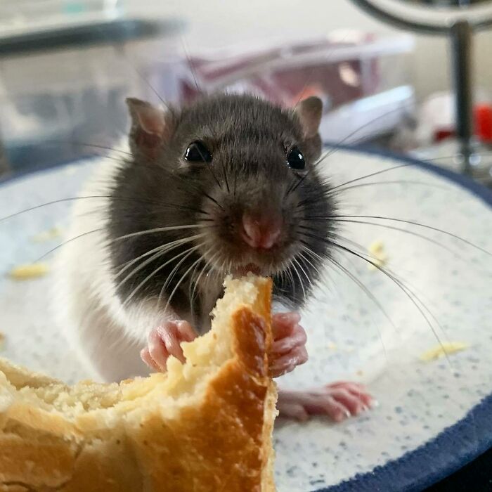 Close-up of a cute rat eating bread, showcasing adorable animals eating in a charming and delightful way.