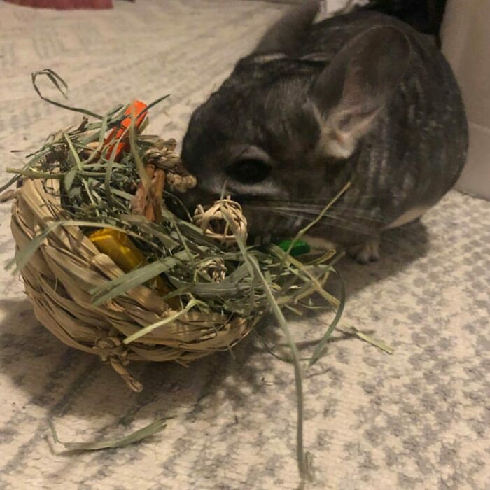 Chinchilla eating hay from a small woven basket, showcasing cute animals eating in the most adorable way.