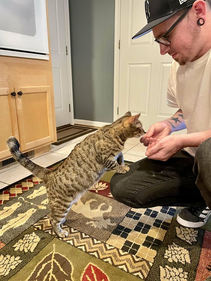 New Cat I Got , They Told Me She May Hide For A While At First . But She Isn’t. She Is Loving Life And Roaming The Whole House Like She Owns The Place