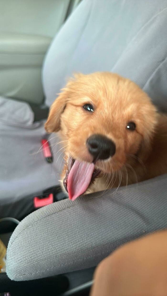 Say Hello To My New Puppy!