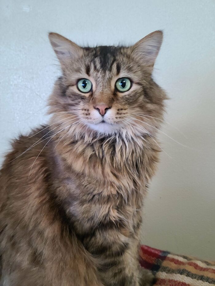 Finally Adopted Another Cat After Losing My 20-Year-Old Last Summer