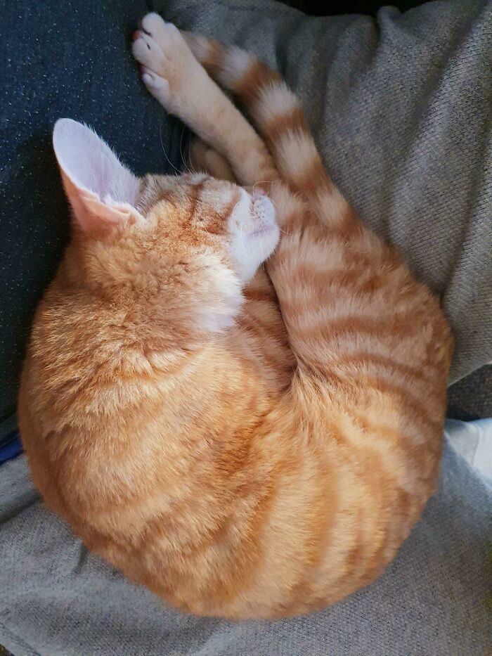 Did I Accidentally Adopt A Shrimp? [oc]