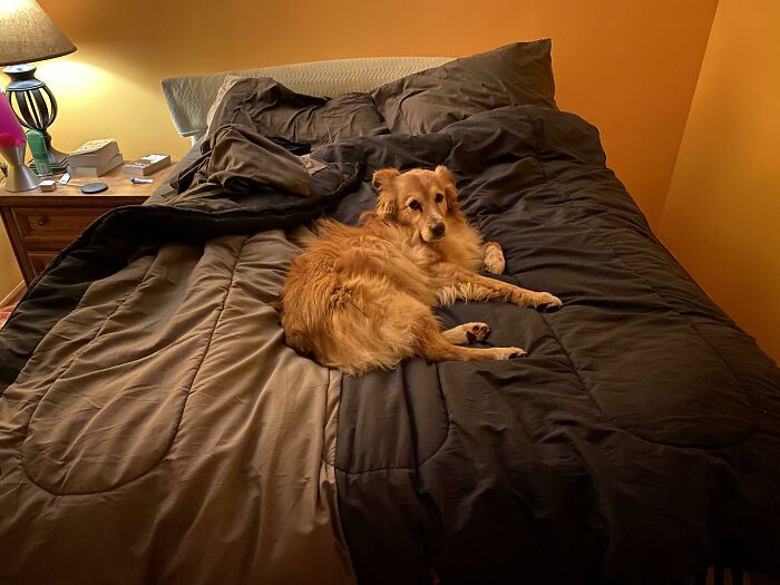 This Is Denver. It’s His Second Night In His New Home, And He Thinks This Is Just Fine. I Already Love Him To Pieces