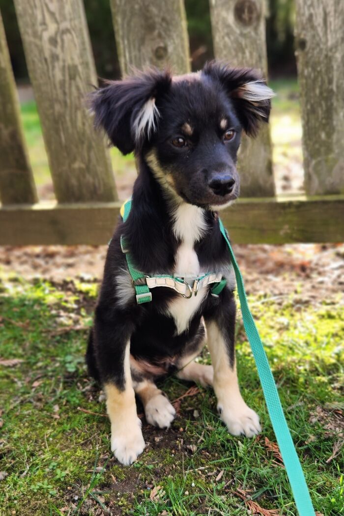 Rescue Form Tijuana Any Ideas Of What Breed He Is?