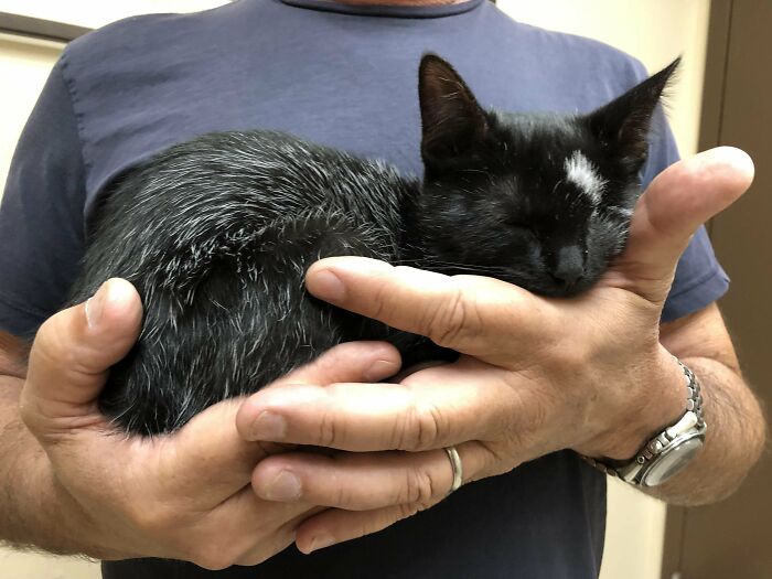 My Little Kitten Being Cute After We Adopted Her(Oc)