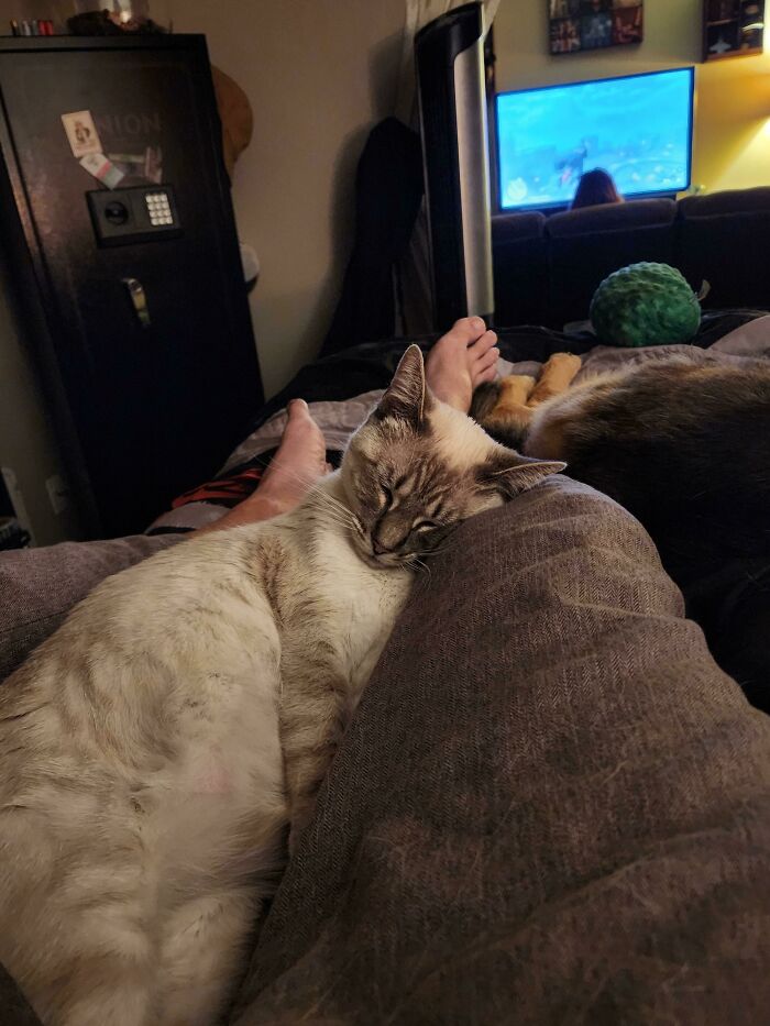 I Went To Target To Get Cupcakes And Found Her In The Parking Lot Roaming Around. After Several Weeks Of Looking For Her Parents, Getting Her Fixed And Chipped (She Didn't Have One)... Cupcake, I Believe, Is Finally Happy