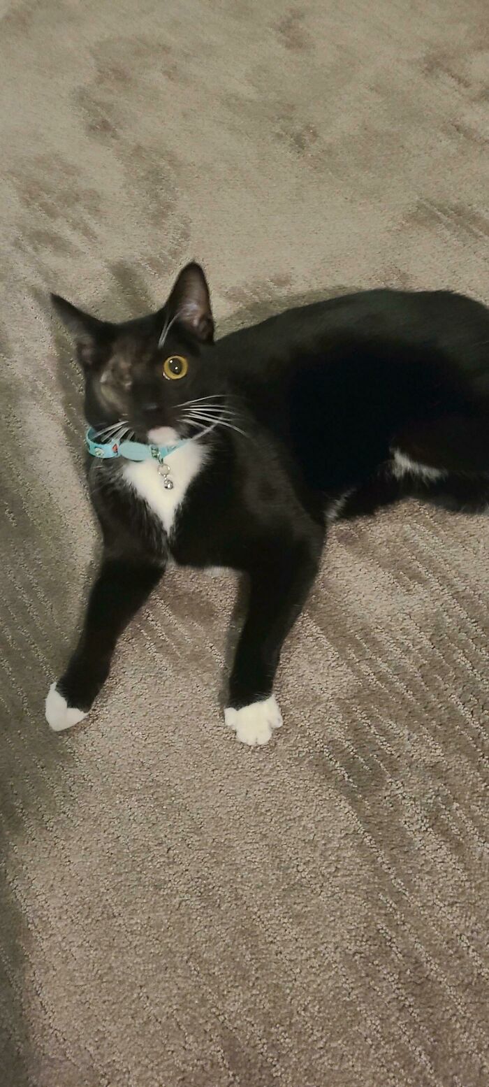 My First Pet Cat Ever. Welcome Home Maxwell!