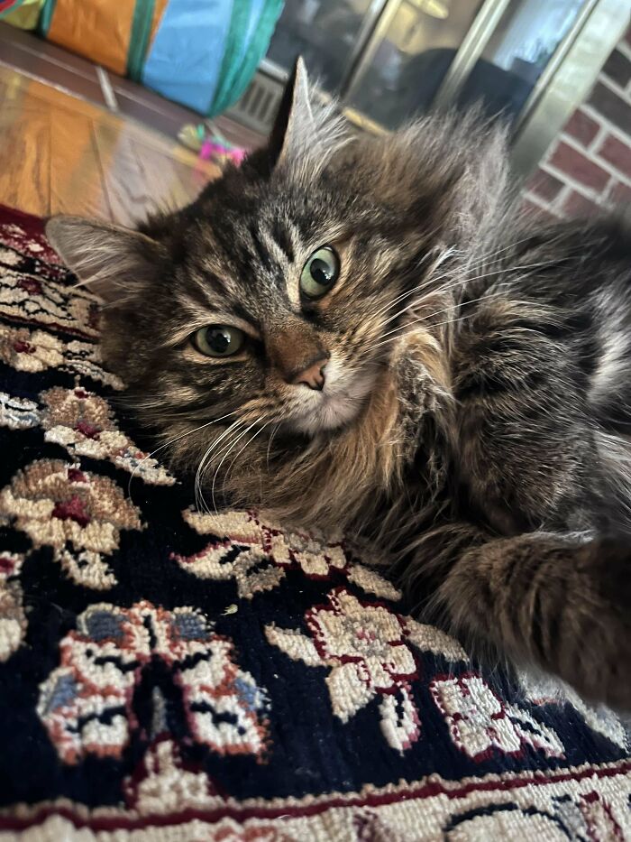 My Roommate And I Finally Got A Cat On Saturday!! 💕