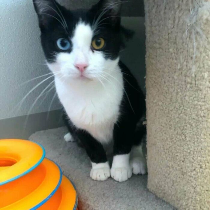 I Just Adopted This Sweet Guy Today And I Wanted To Show The World How Beautiful He Is 