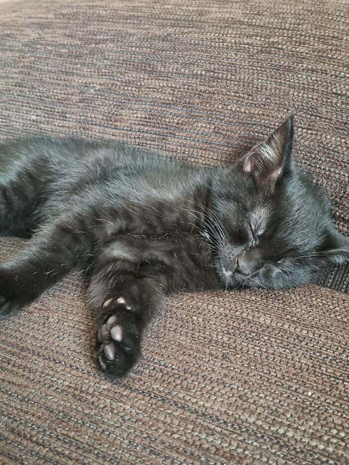 Say Hello To Nero, Our New Baby!