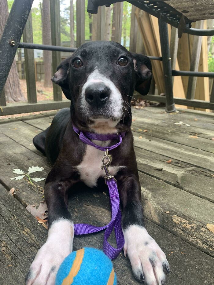 Just Adopted This Sweet Pup!! Magnolia ❤️