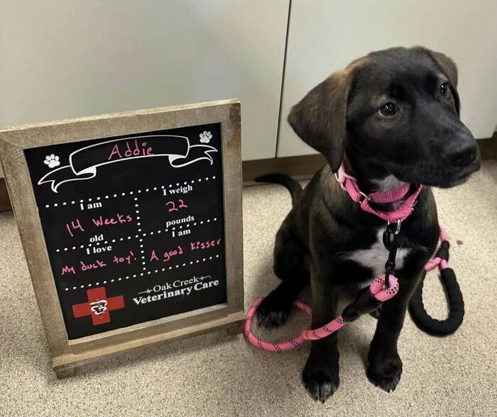 Just Got A Rescue Pup. Says She’s A Shepard Mix, Not Sure With What