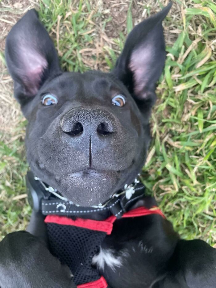 Our First Puppy Together (15 Wks). I Think She Likes It Here