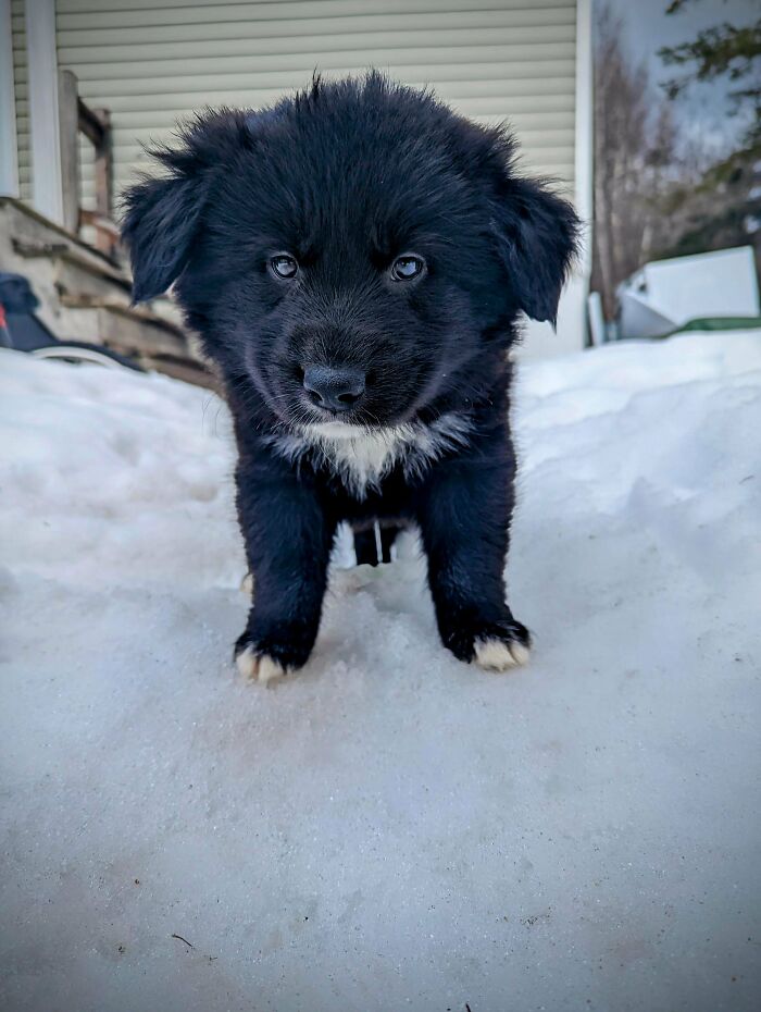 I Finally Adopted My First Dog! This Is Knight And I Love Him So Much