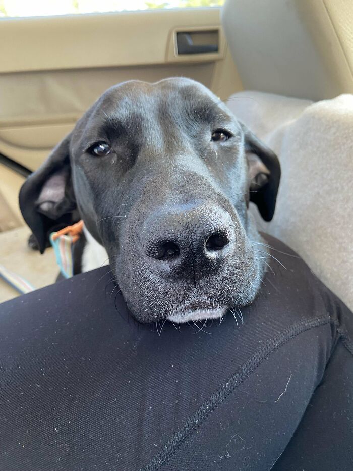 Rosie Is The Newest Addition To Our Family! Just Got Spayed And The Shelter Said Lab/Great Dane Mix