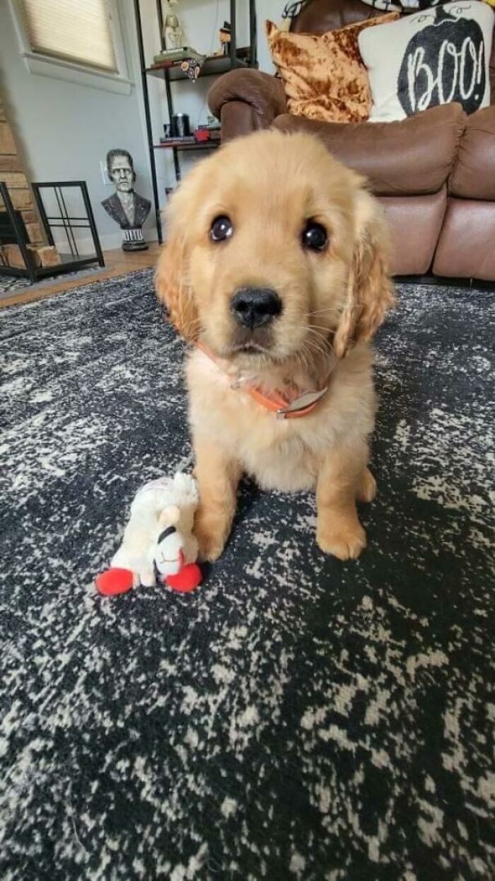 Meet Our Newest Family Member, Sam. Everyone Needs A Sam