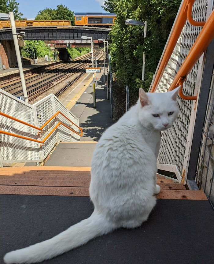 I Was Not A Cat Person But With This Attitude,i Guess I Am Keeping Him