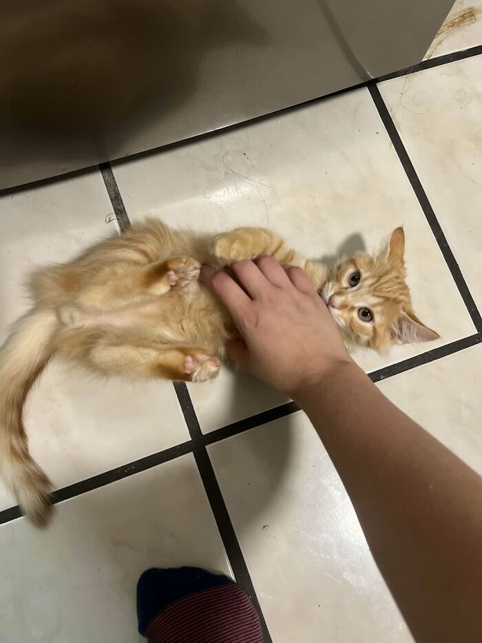 First Time Cat Mom !!