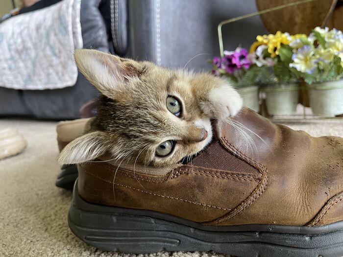 My Mother-In-Law Just Adopted This Adorable Little Furry Ball Of Crazy On Thursday. Meet Lily!