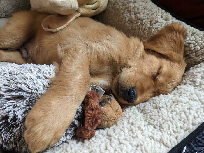 We Brought A Puppy Home Today :)