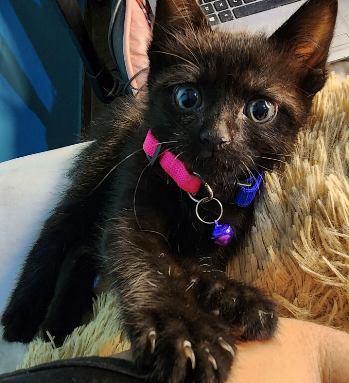 My Little Baby Says "Hi" To You, He Was Rescued From The Street And Obviously Looks Like "Toothless"