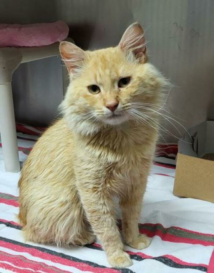 My First Orange Boy, Toulouse