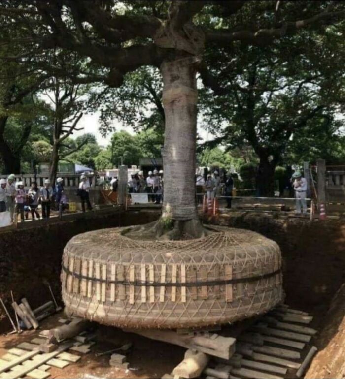 Un árbol en Japón es retirado (con las raíces cuidadosamente protegidas) y salvado y trasladado (en lugar de ser talado para ampliar la carretera) 