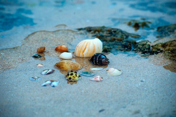 seashells on the seashore