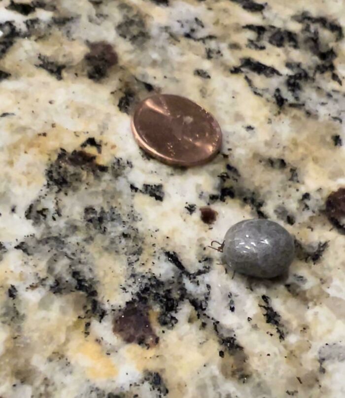 This Tick That I Picked Up Because I Thought It Was A Rock
