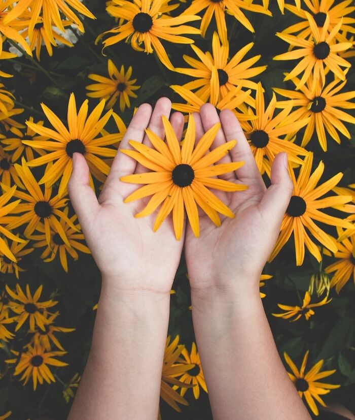 yellow flowers on the palms