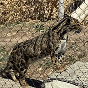 aksharagarapati avatar