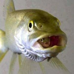 grahammichaela avatar