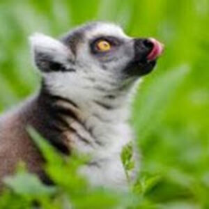 julianbeekhuis avatar