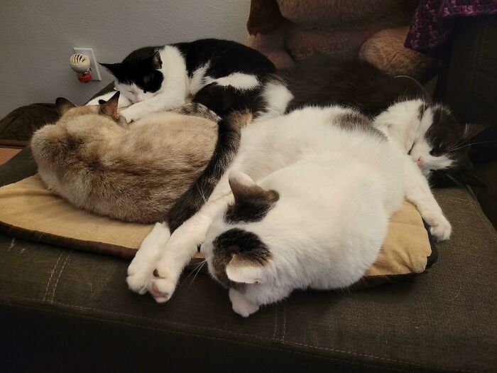 The Most Effective Trap. Got Them All At Once