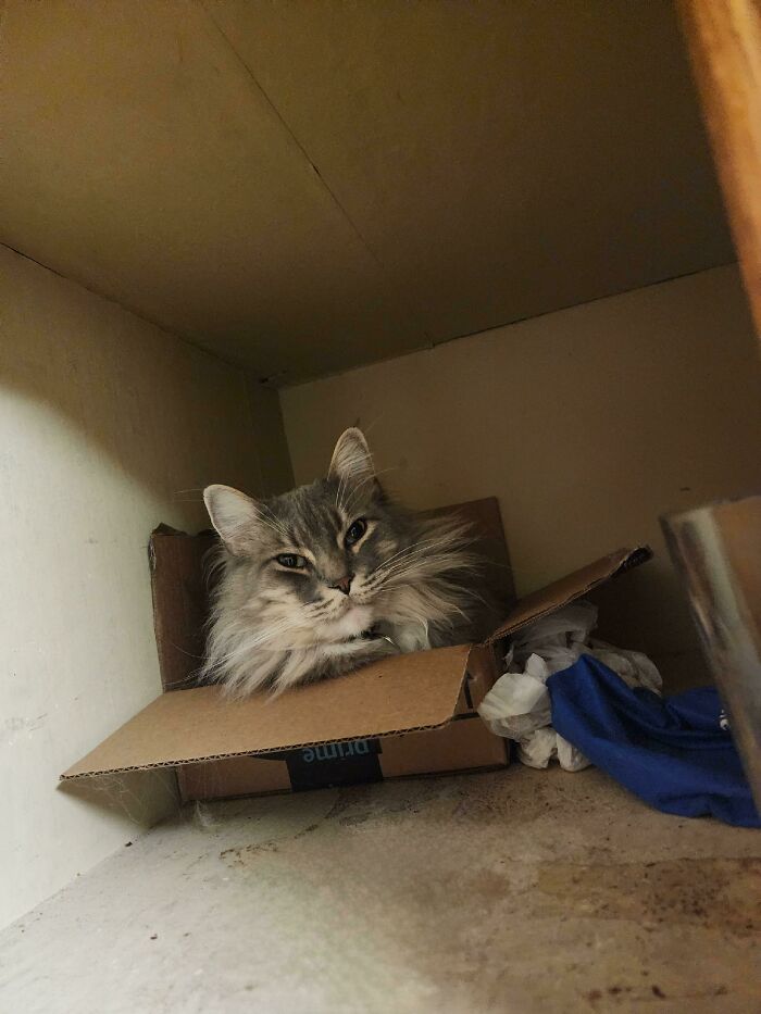 Where Does The Rest Of My 18lb Maine Coone Fit In This Box???