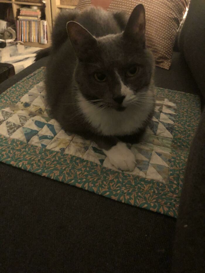 Coming Over From R/Quilting To Show Boris Demonstrating The Quilted Cat Coaster