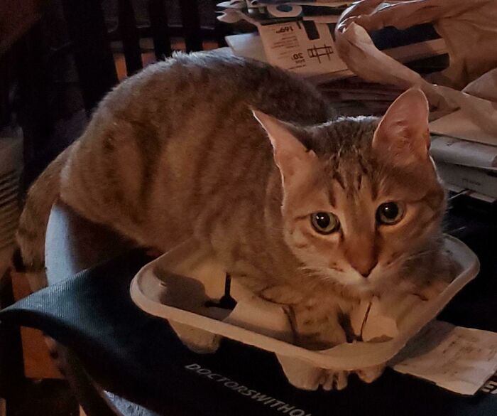 Cat-Trappuccino - Compliments Of Starbucks