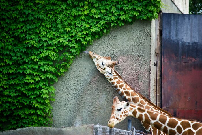 Two cute giraffes eating green leaves climbing on a wall, showing adorable animals eating in a natural way.