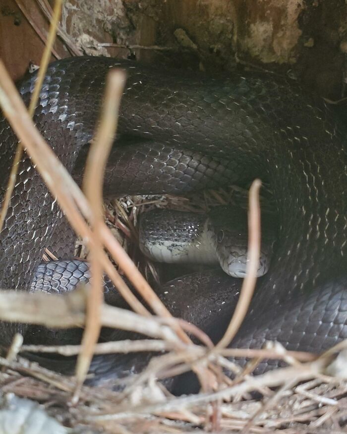 I Re-Nested A Baby Bluebird And Went To Check On Him The Next Morning