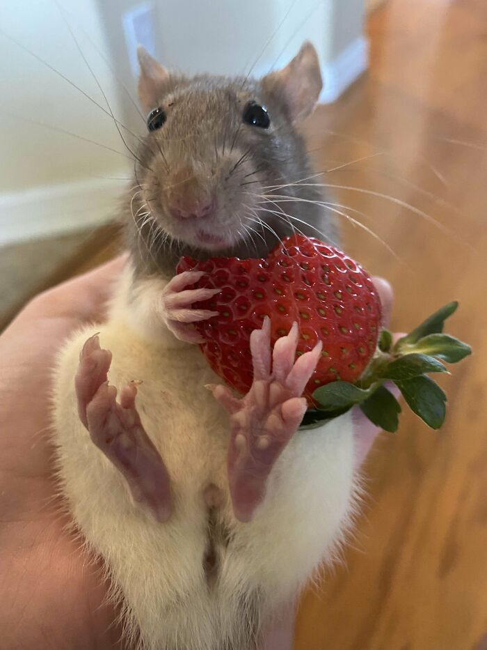 A cute small animal holding and eating a large red strawberry in an adorable and charming way.