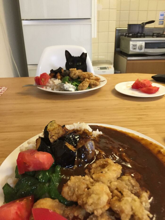 Black cat peeking over a high chair plate with food, showcasing cute animals eating in the most adorable way.